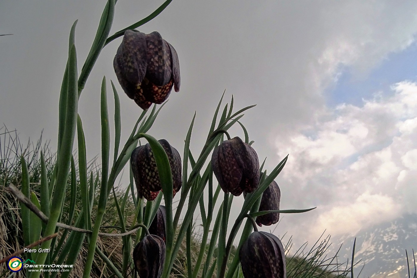 39 Fritillaria.JPG -                                